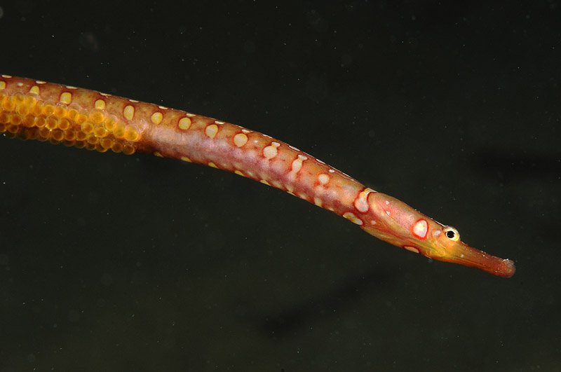 Pesce ago in riproduzione: Nerophis maculatus